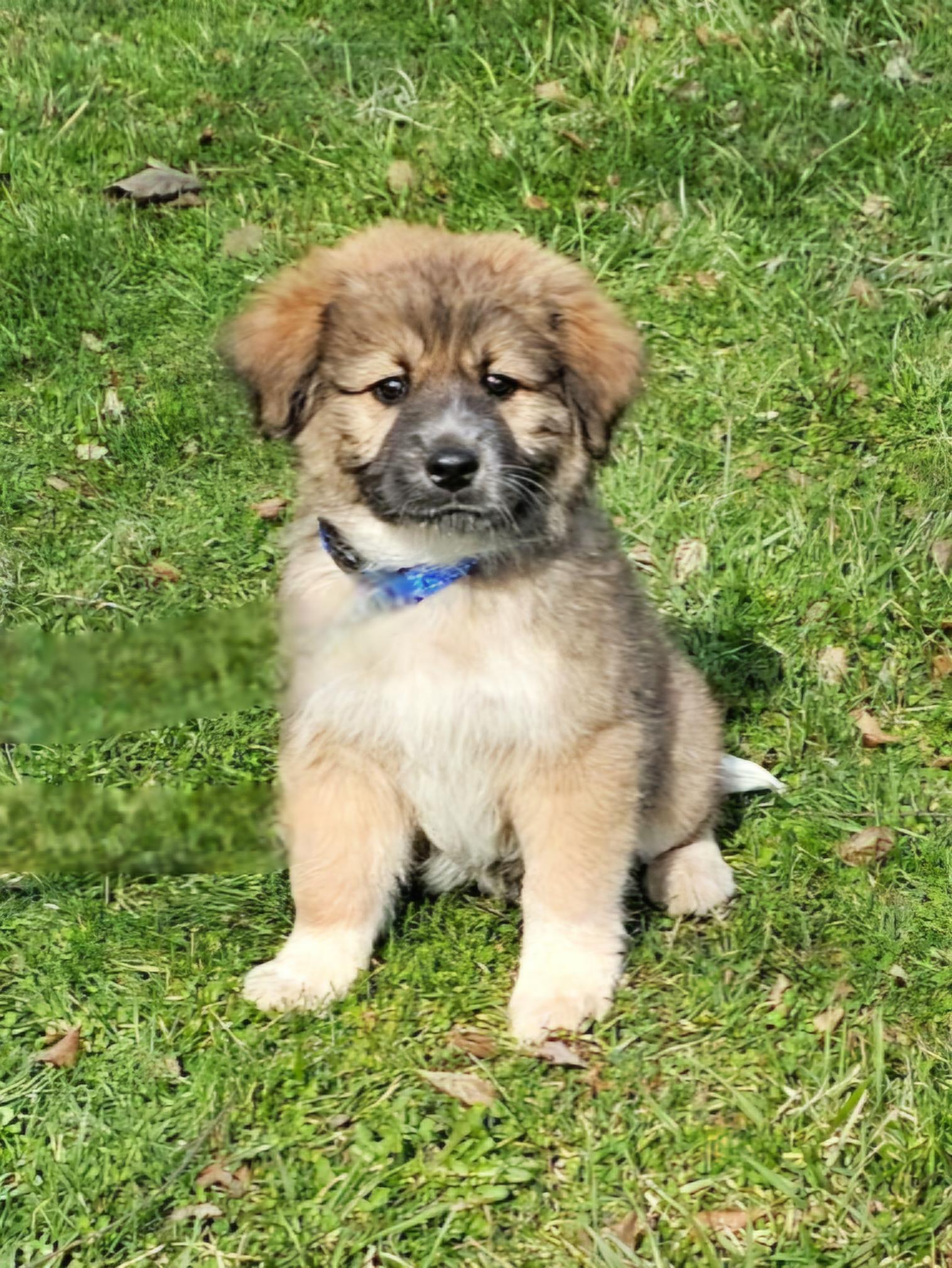 Enlarge Elliott , a ADOPTABLE mixed breed in Arlington Heights, IL image 5/6