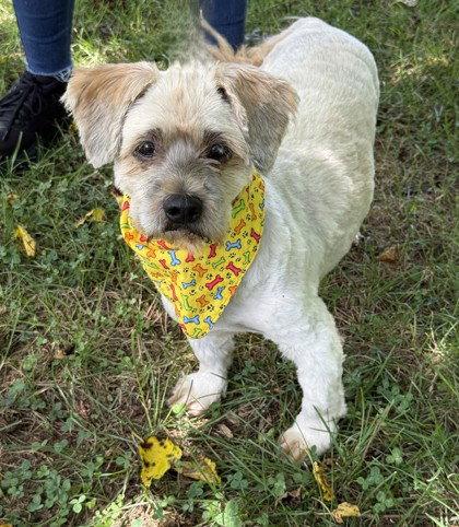 Zatoichi, Adoptable, Senior Male Lhasa Apso.