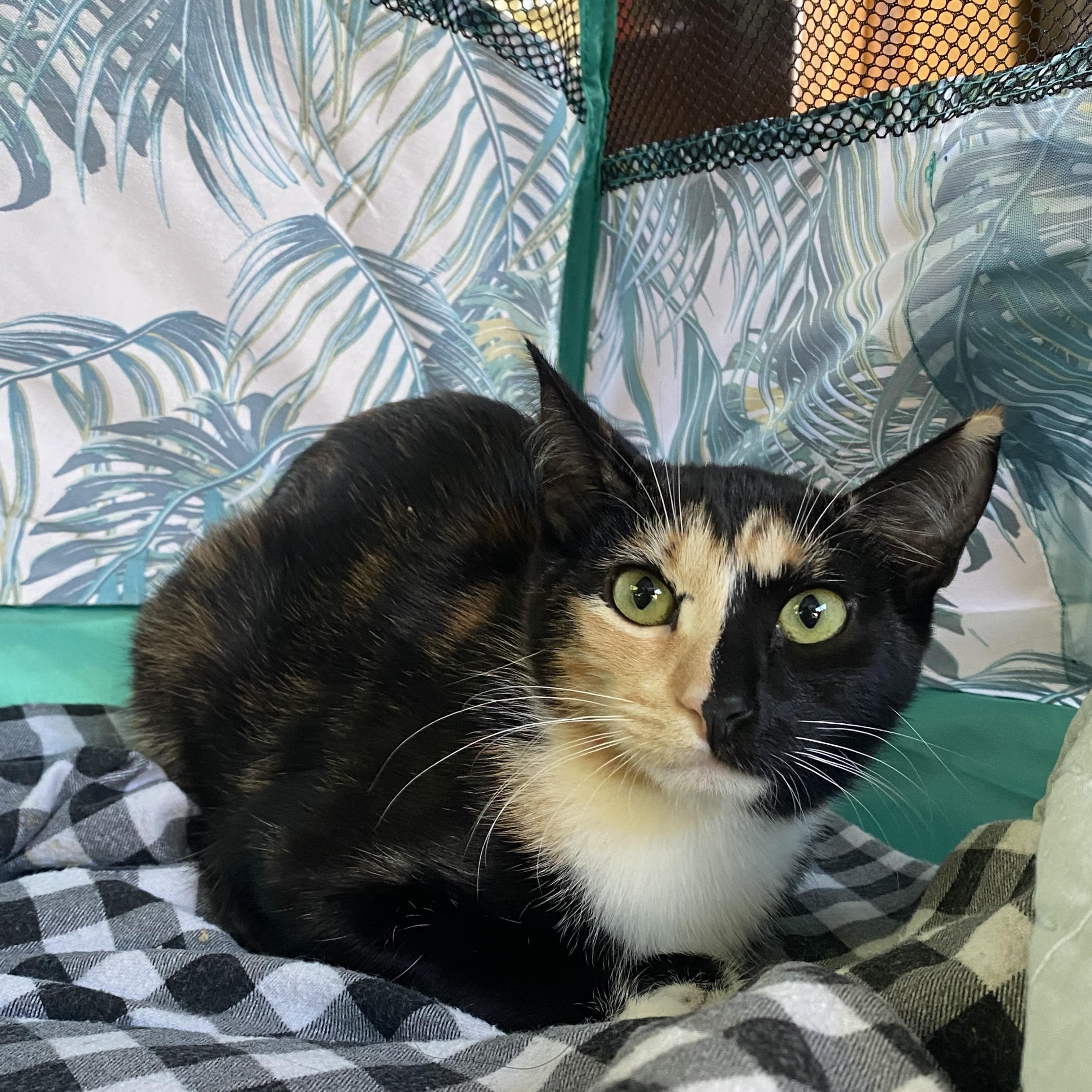 Enlarge Victoria, a Adoptable Tortoiseshell in Monterey Park, CA image 2/3