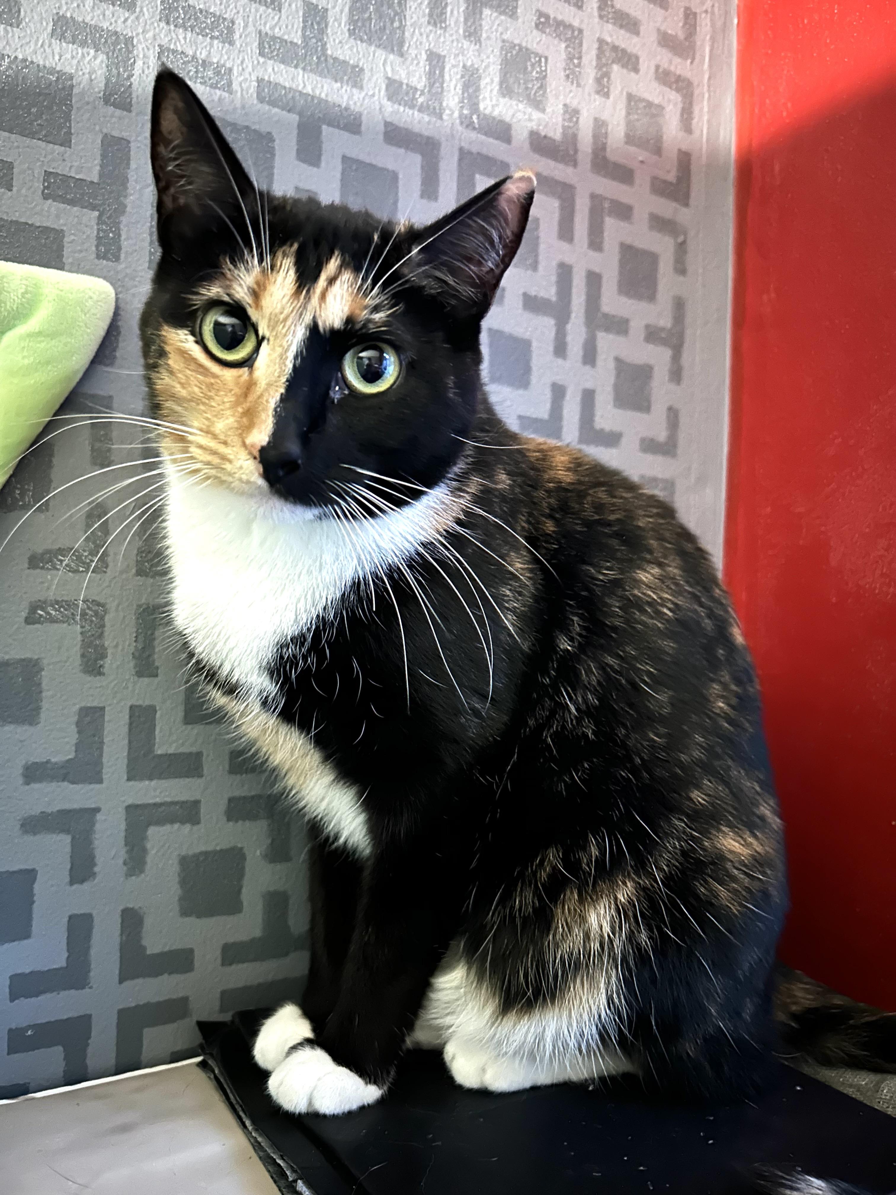 Victoria, Adoptable, Adult Female Tortoiseshell.