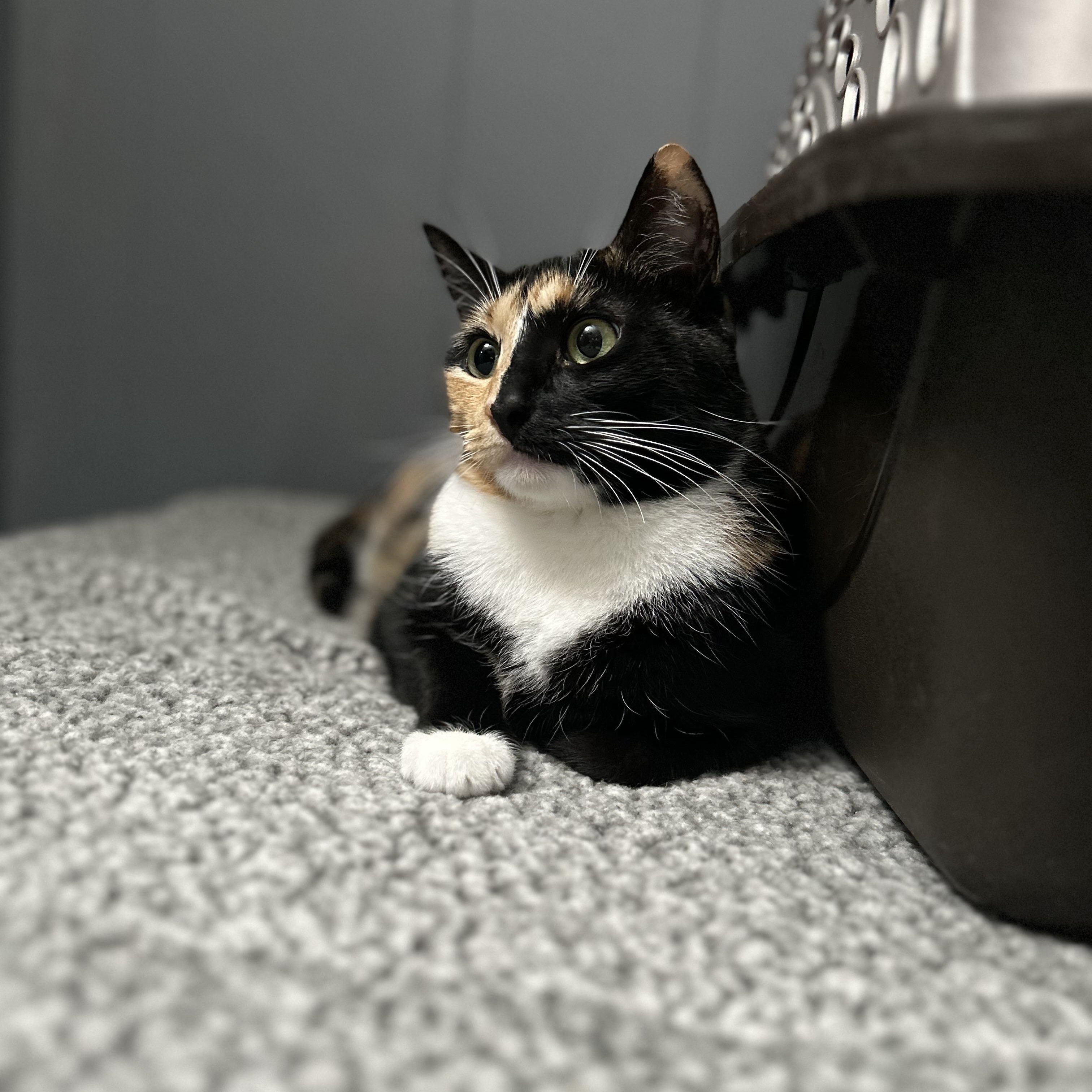 Enlarge Victoria, a Adoptable Tortoiseshell in Monterey Park, CA image 2/2