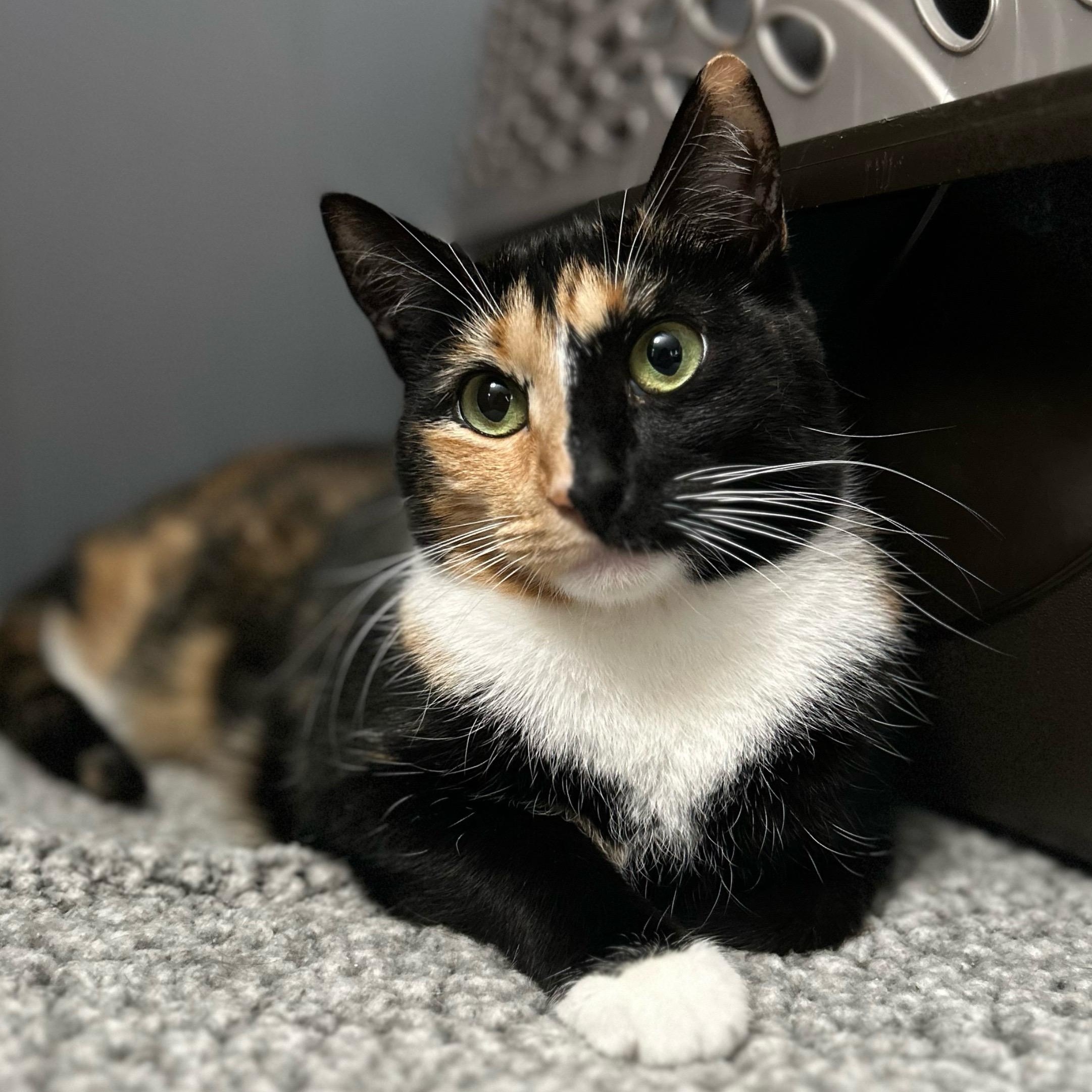 Victoria, Adoptable, Adult Female Tortoiseshell.