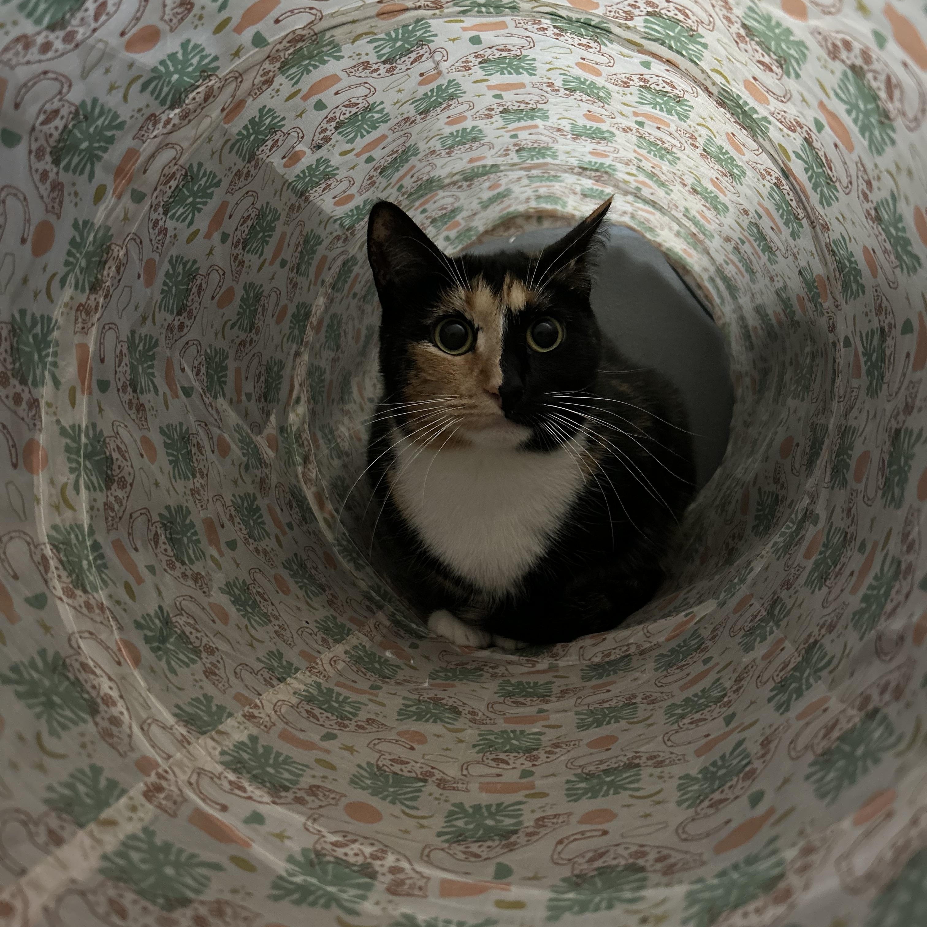 Enlarge Victoria, a Adoptable Tortoiseshell in Monterey Park, CA image 3/3