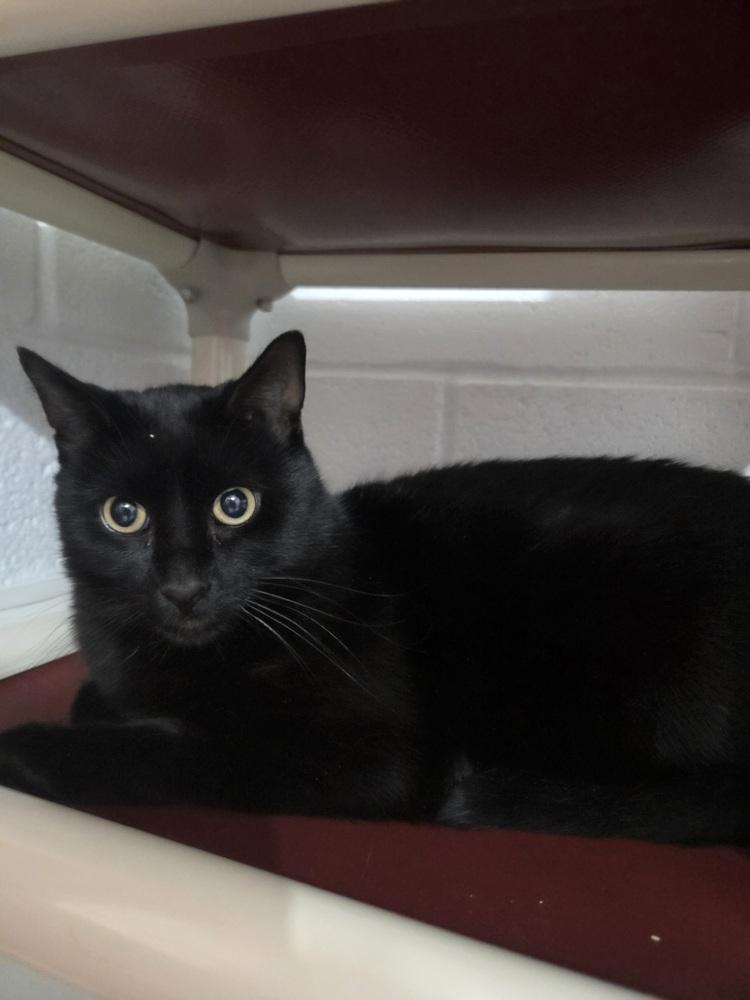 Arlo, Adoptable, Adult Male Domestic Short Hair.