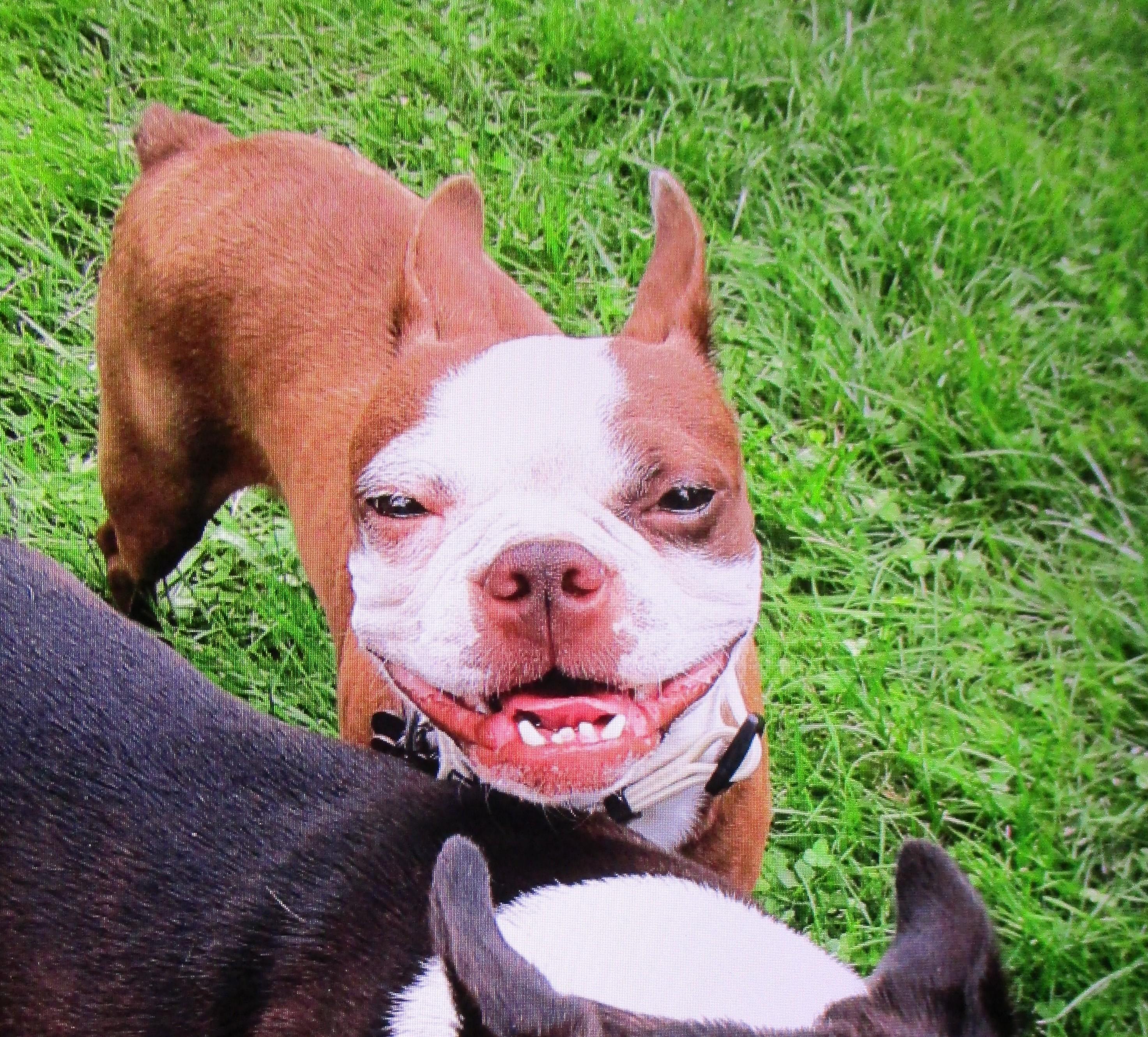 Kit - pending, a ADOPTABLE Boston Terrier in Kansas City, MO image 1/6