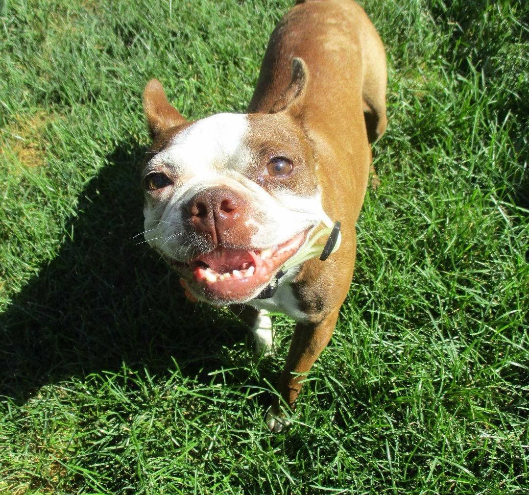 Kit in MO, a ADOPTABLE Boston Terrier in Kansas City, MO image 4/6