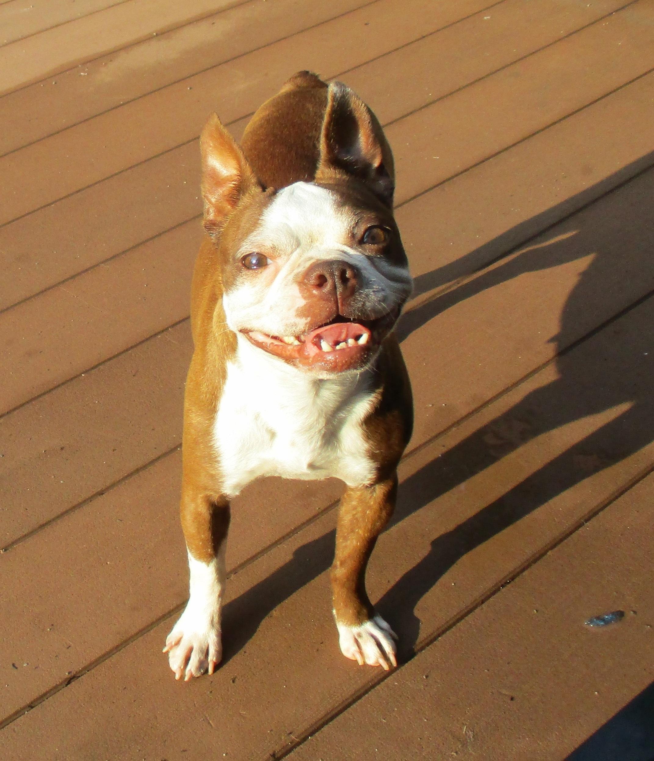 Kit in MO, ADOPTABLE, Adult Female Boston Terrier.