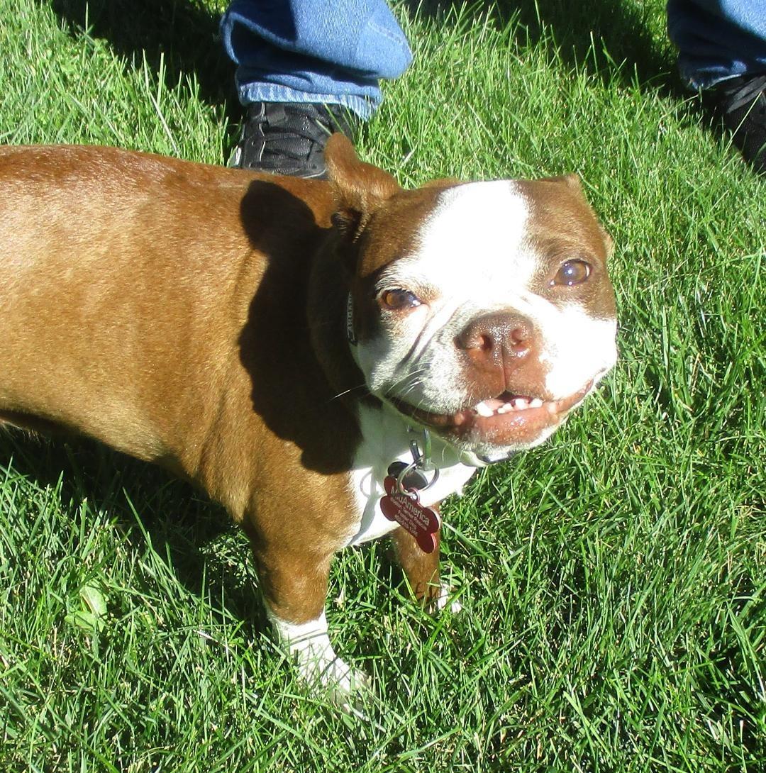 Kit in MO, a ADOPTABLE Boston Terrier in Kansas City, MO image 5/6