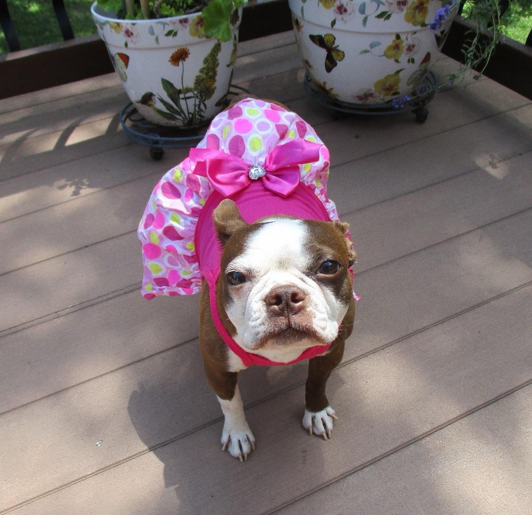 Kit - pending, a ADOPTABLE Boston Terrier in Kansas City, MO image 6/6