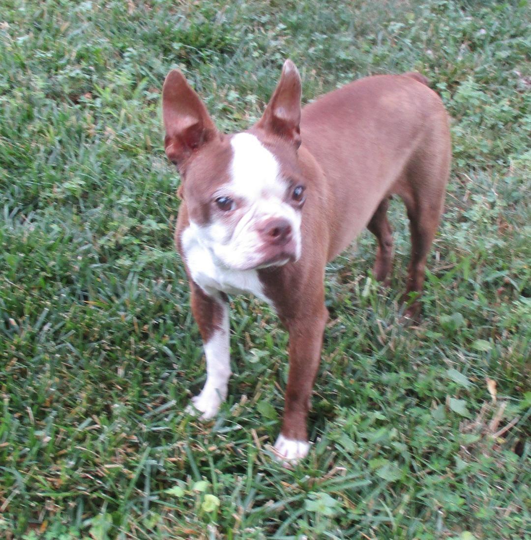 Kit in MO, a ADOPTABLE Boston Terrier in Kansas City, MO image 2/6