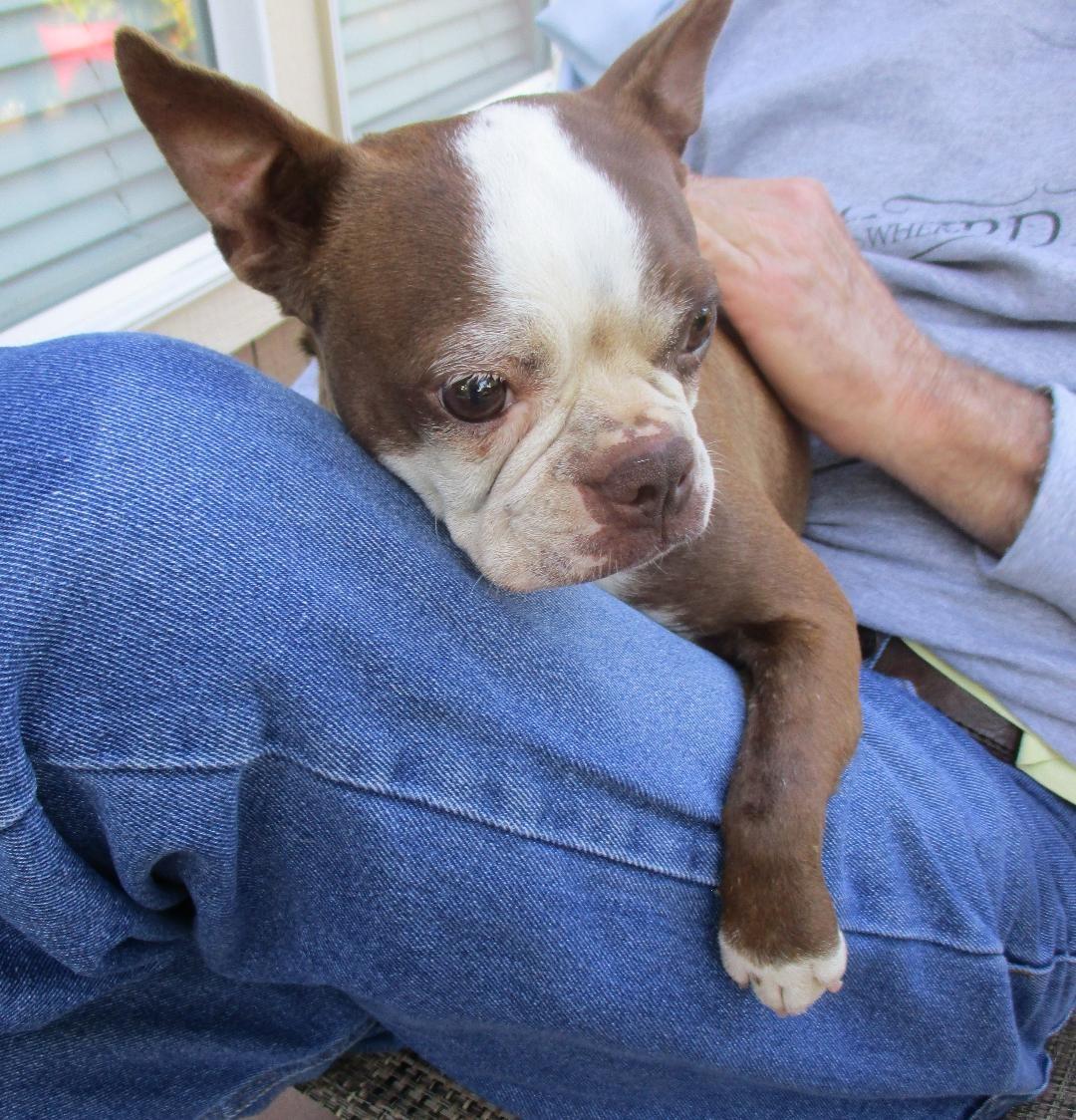 Kit in MO, a ADOPTABLE Boston Terrier in Kansas City, MO image 3/6