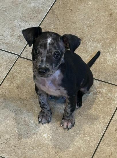 Paco, Adoptable, Puppy Male Chihuahua.