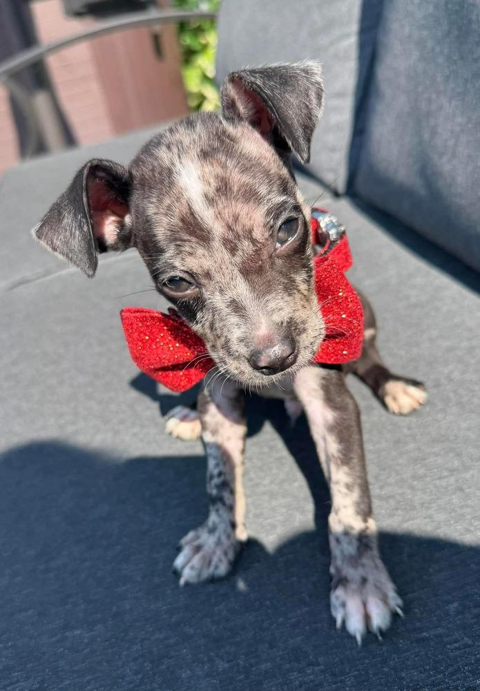 Paco, a Adoptable Chihuahua in New Albany, OH image 3/4
