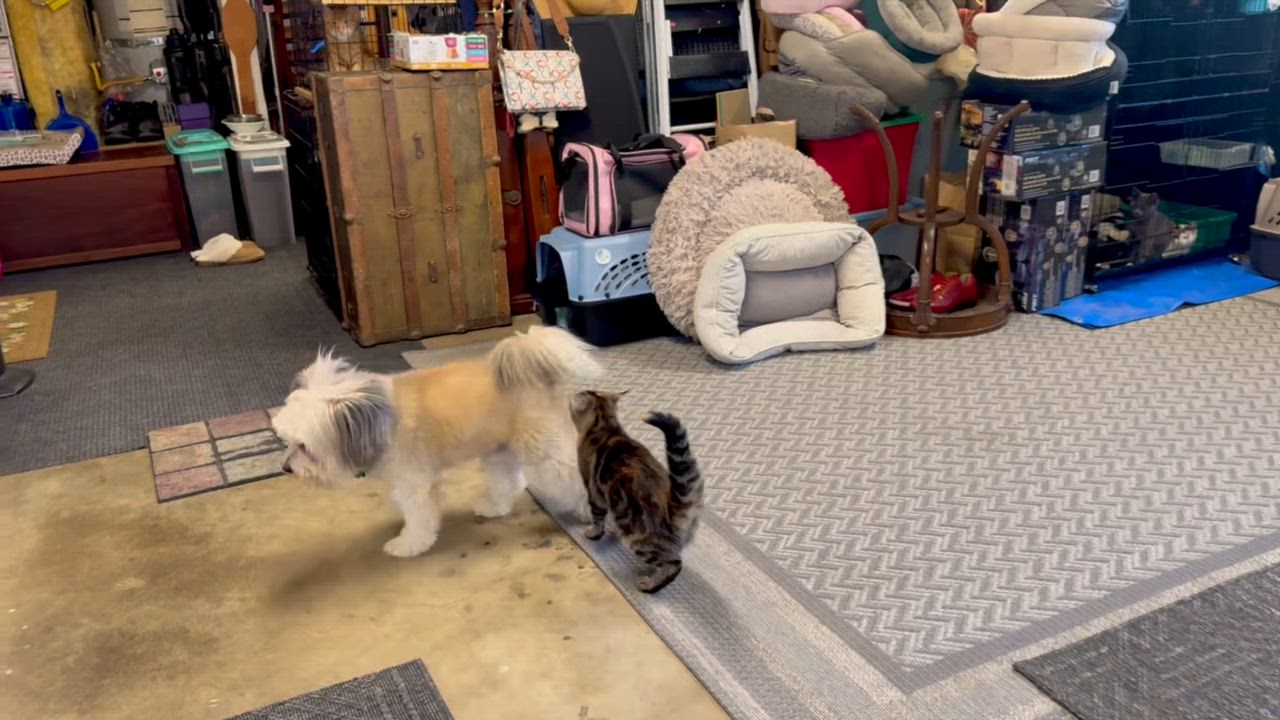 Enlarge Tigris (social, confident, loving, loves dogs too), a Adoptable mixed breed in San Jose, CA video 1/1