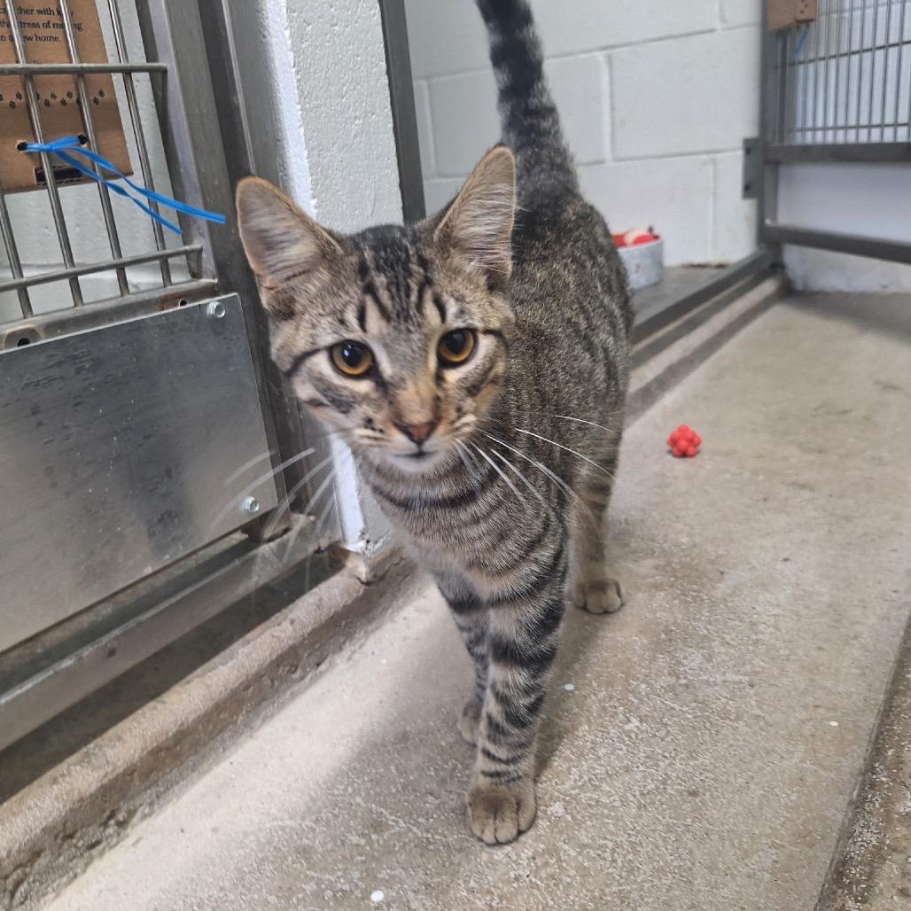 Homer, a Adoptable Domestic Short Hair in Oak Hill, WV image 1/4