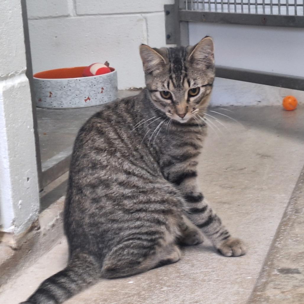 Homer, a Adoptable Domestic Short Hair in Oak Hill, WV image 2/4