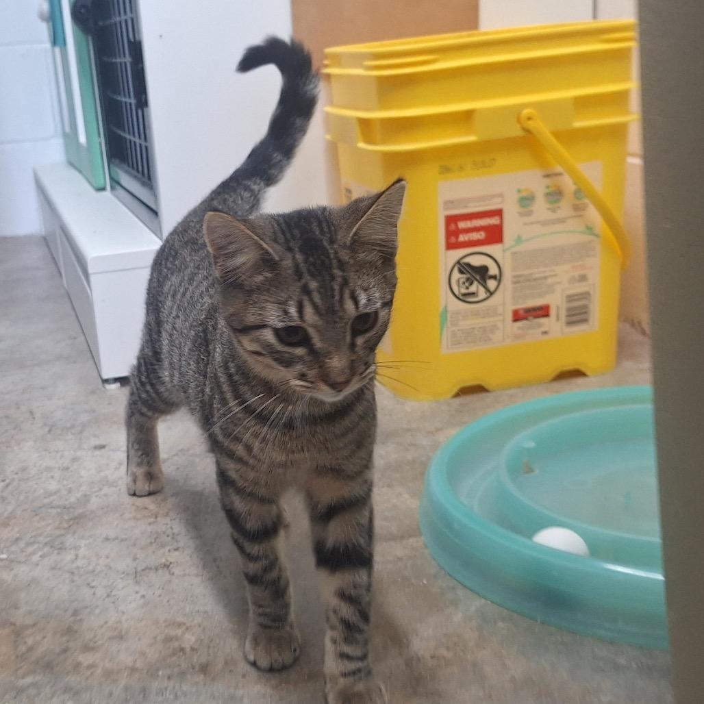 Homer, a Adoptable Domestic Short Hair in Oak Hill, WV image 3/4