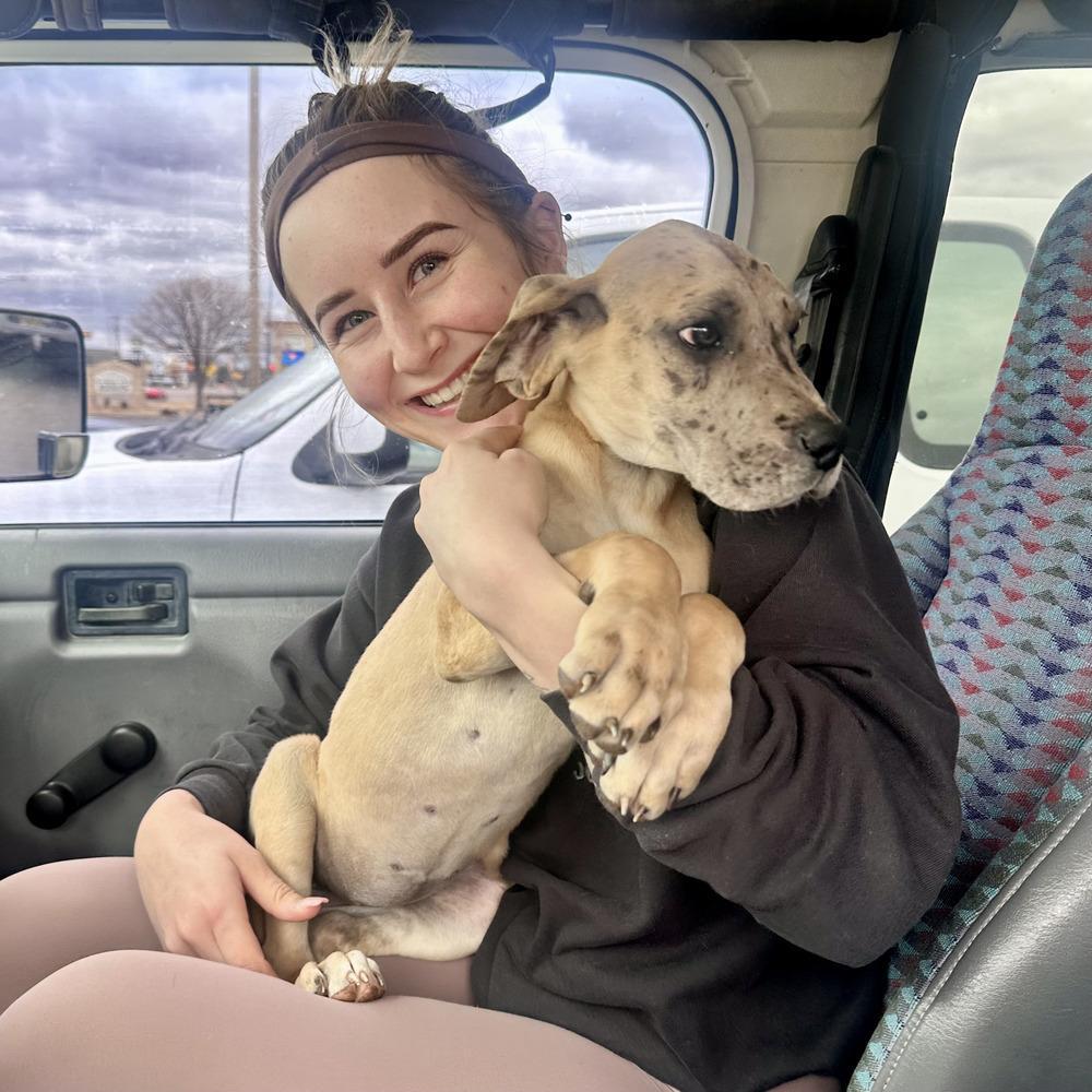 Anastasia, Adoptable, Puppy Female Great Dane.