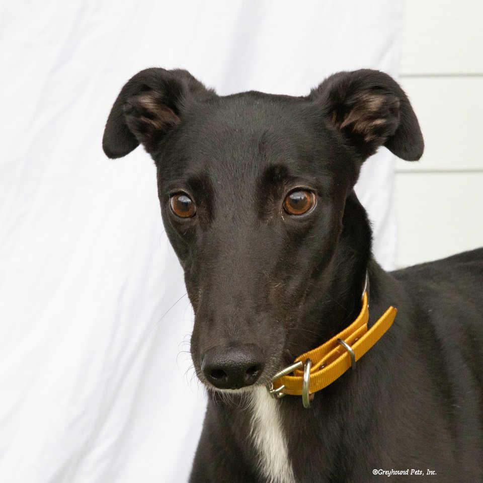 Ollie, Adoptable, Adult Male Greyhound.
