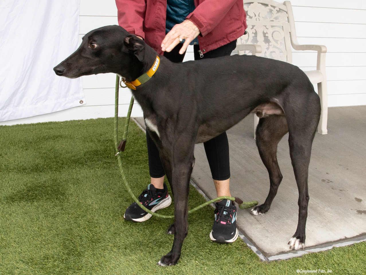 Enlarge Ollie, a Adoptable Greyhound in Woodinville, WA image 2/2