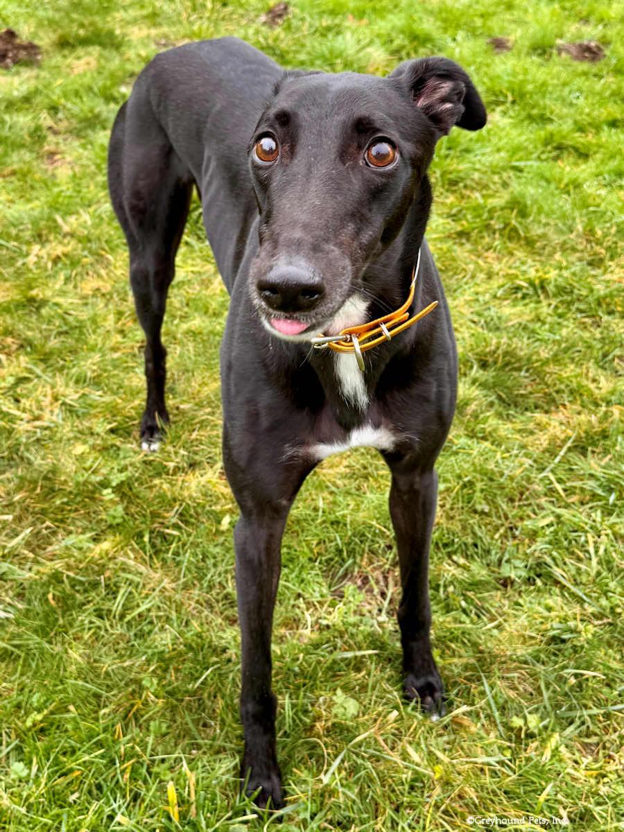 Enlarge Ollie, a Adoptable Greyhound in Woodinville, WA image 2/3