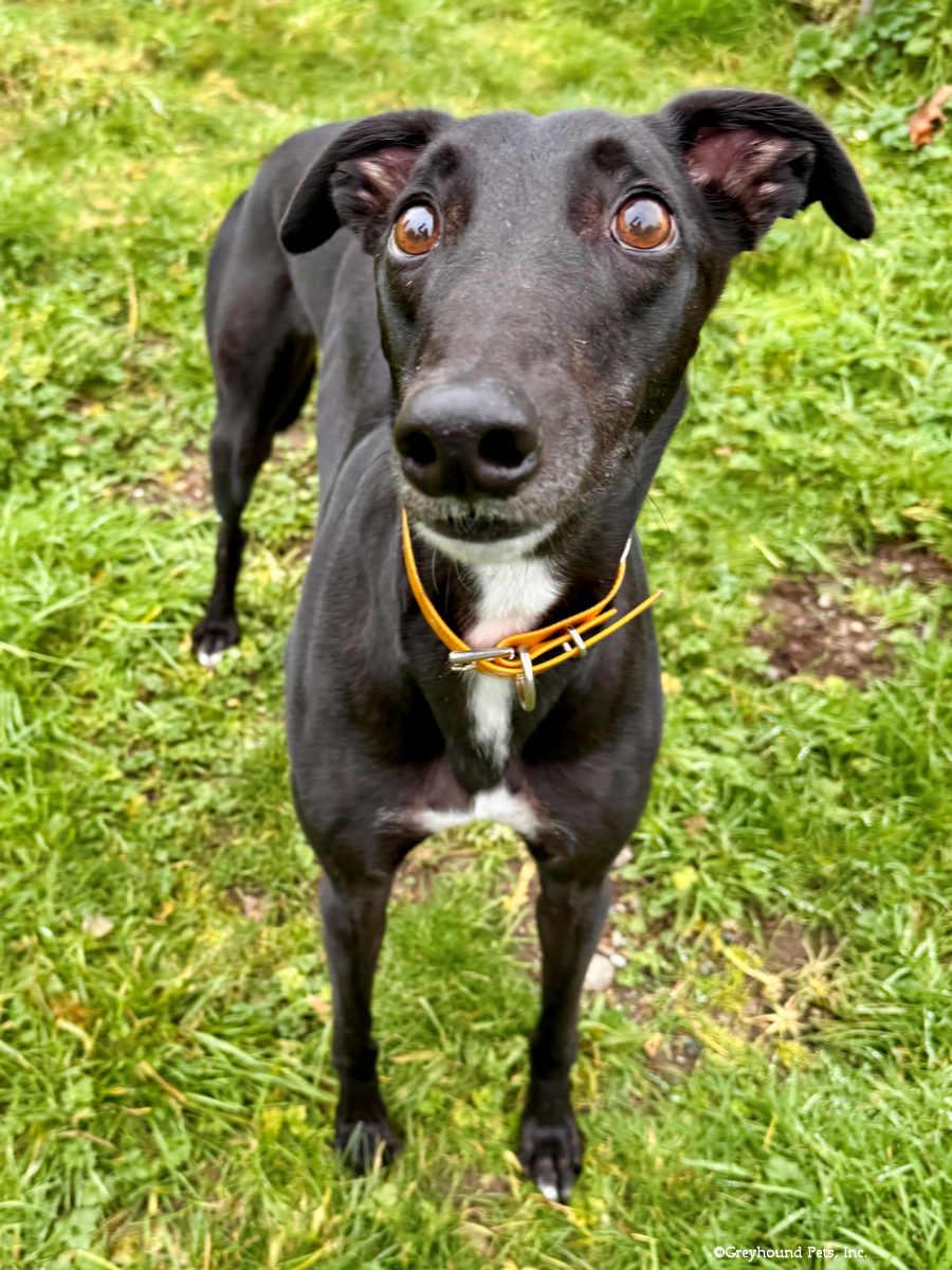 Enlarge Ollie, a Adoptable Greyhound in Woodinville, WA image 3/3