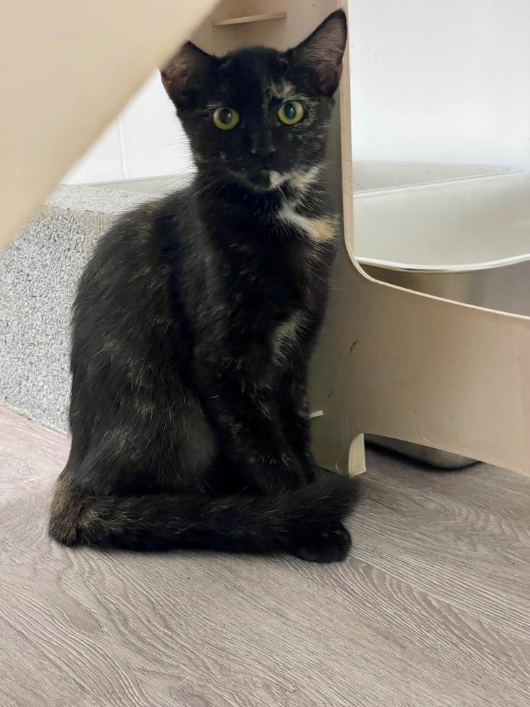 Jessie, Adoptable, Young Female Domestic Short Hair.