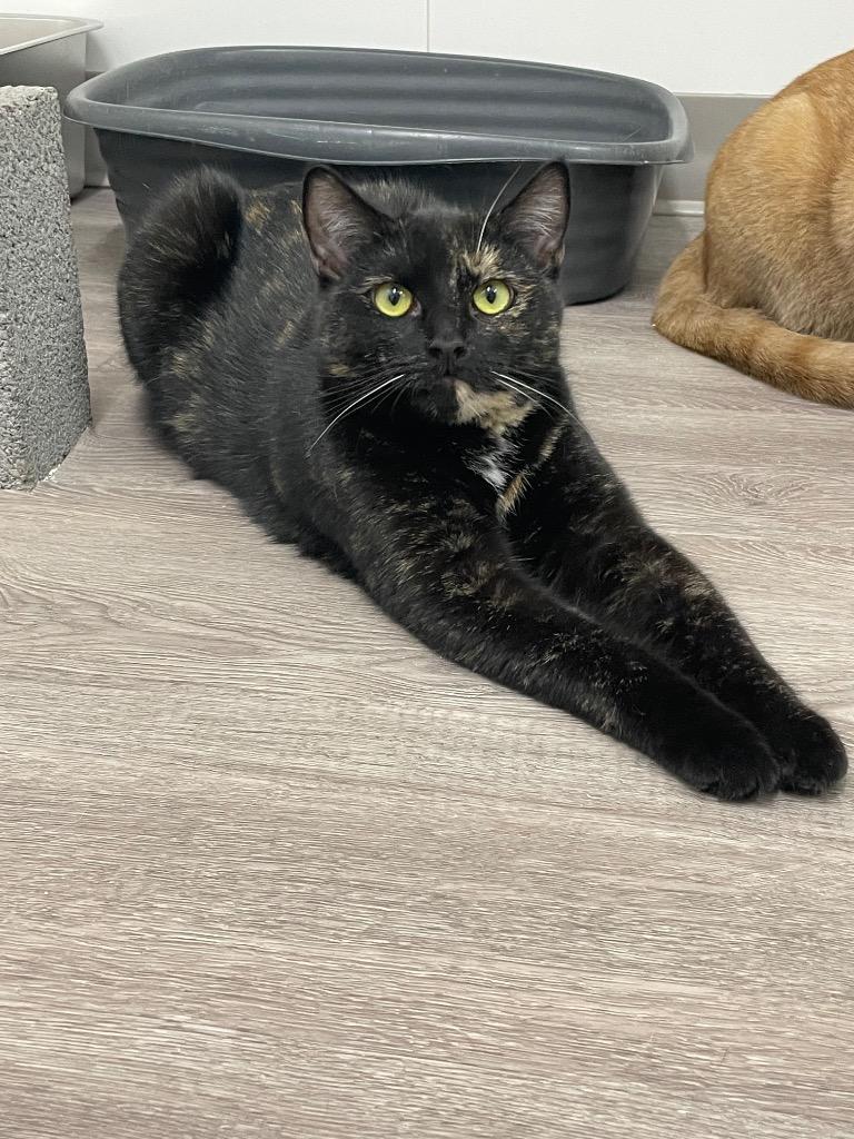 Enlarge Jessie, a Adoptable mixed breed in Glenfield, NY image 3/4