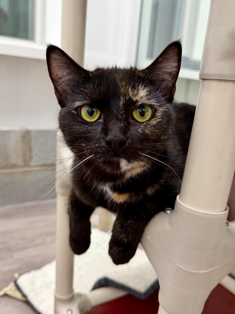 Enlarge Jessie, a Adoptable mixed breed in Glenfield, NY image 4/4