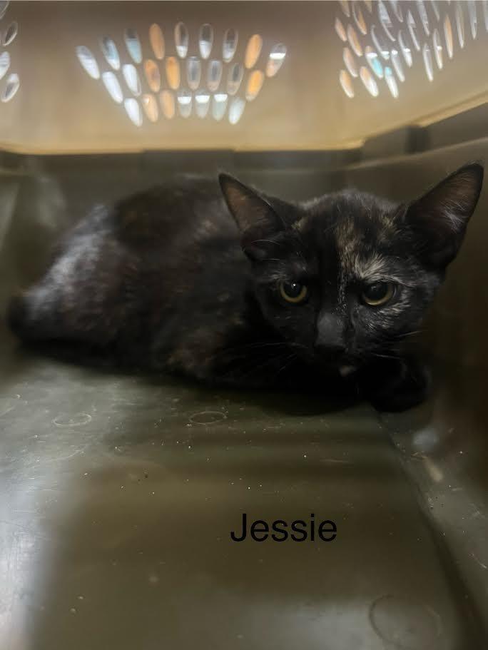Enlarge Jessie, a Adoptable mixed breed in Glenfield, NY image 2/2
