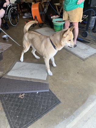 Ruger — thumbnail 3