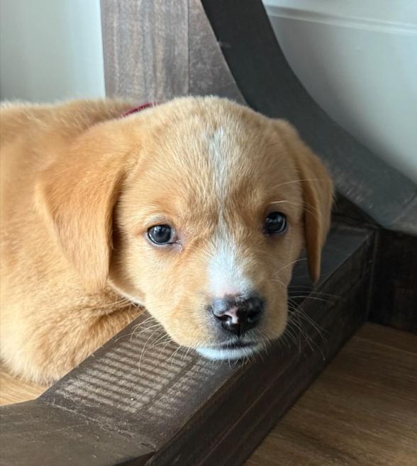 Enlarge Opal, an adopted mixed breed in Eutawville, SC image 3/4