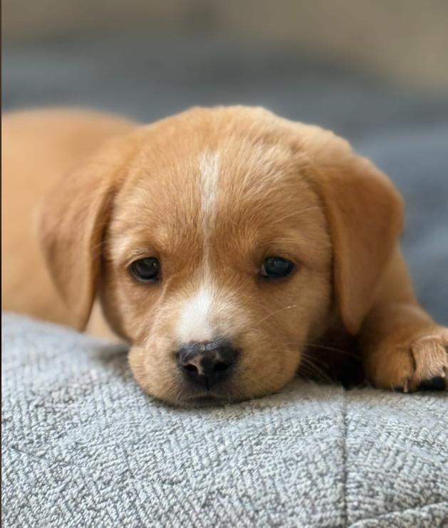Opal, adoptable, Puppy Female Labrador Retriever.
