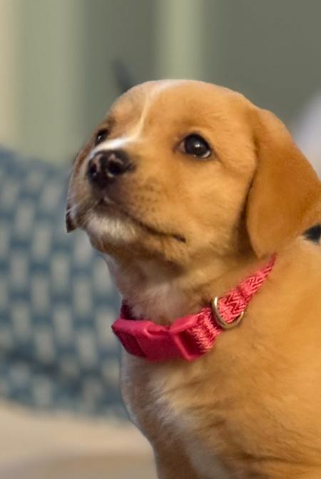 Enlarge Opal, an adopted mixed breed in Eutawville, SC image 4/4