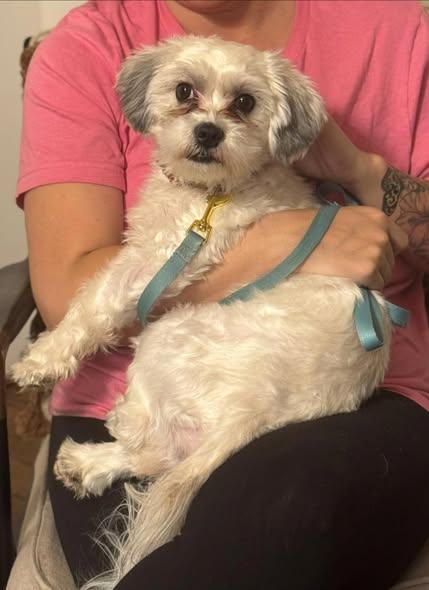 Sadie Mae, adopted, Young Female Shih poo.