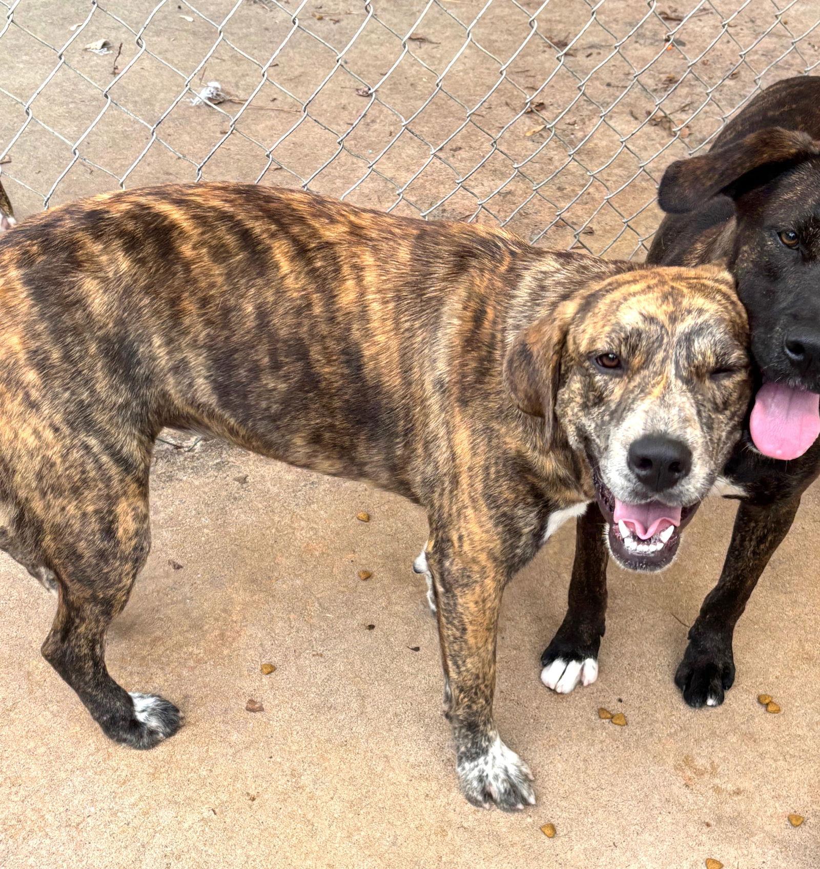 Enlarge Heather, a Adoptable Hound in Carrollton, GA image 1/3