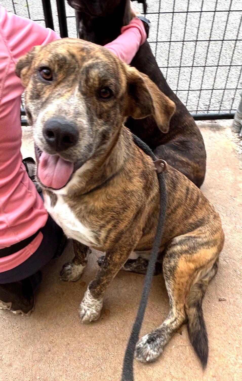 Enlarge Heather, a Adoptable Hound in Carrollton, GA image 2/3