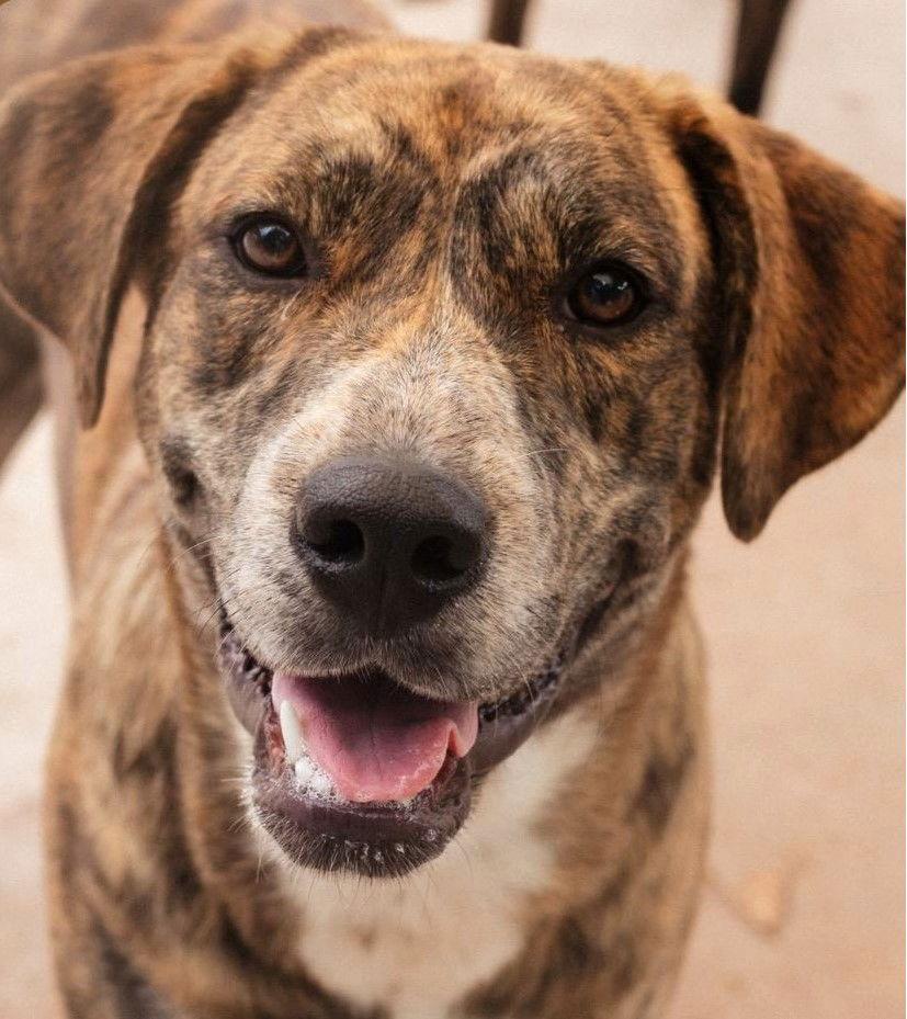 Enlarge Heather, a Adoptable Hound in Carrollton, GA image 3/3