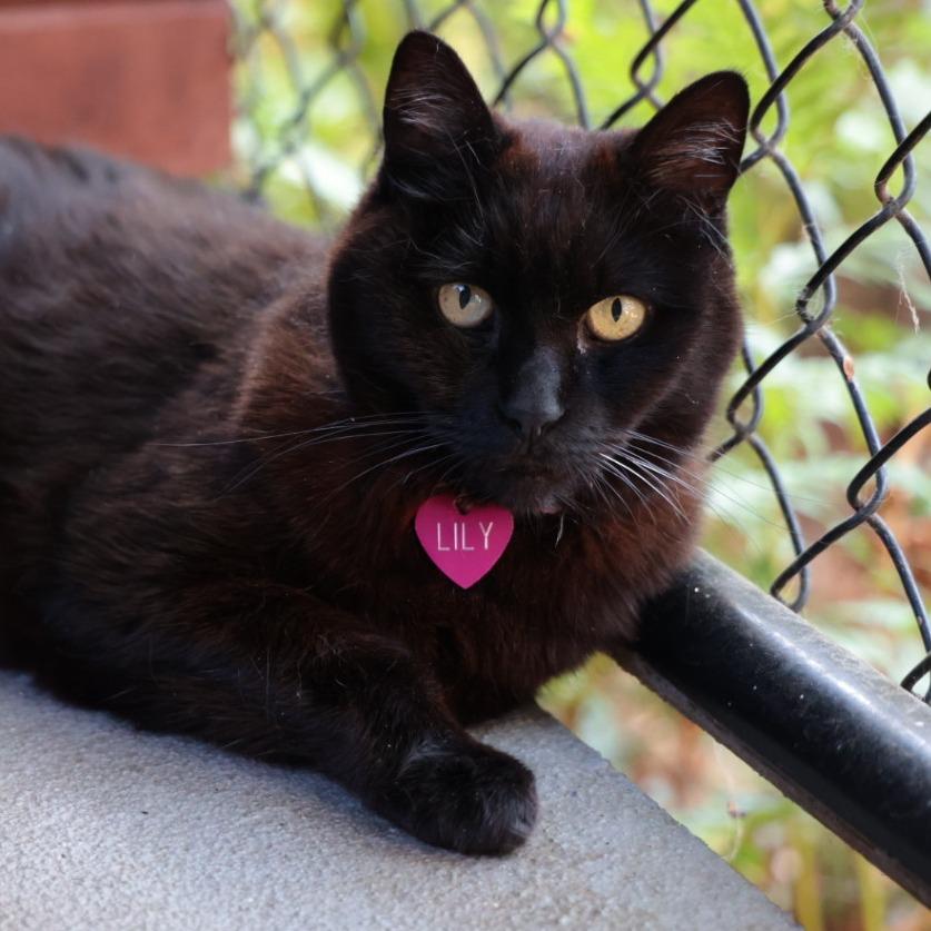 Enlarge Lily, a Adoptable Domestic Short Hair in Santa Barbara, CA image 1/4