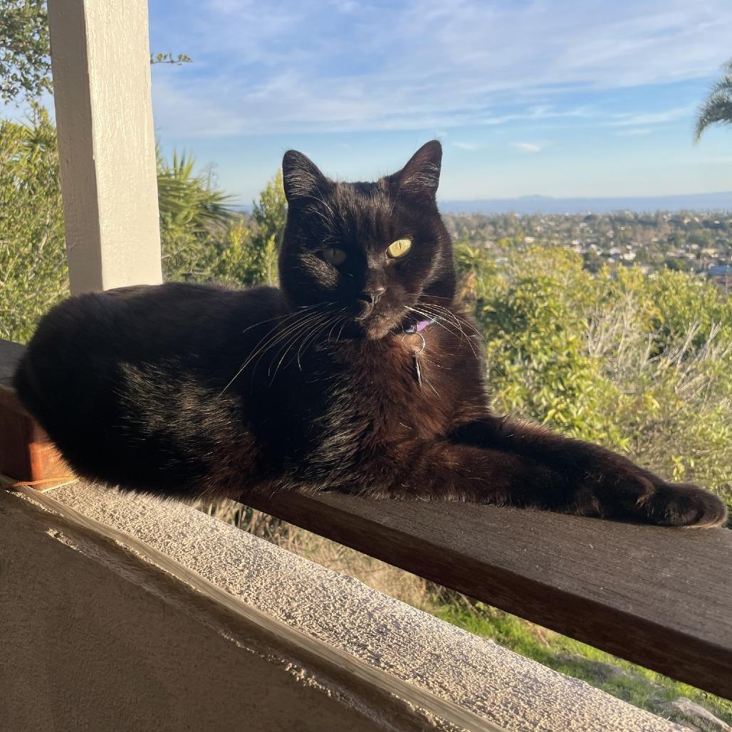 Enlarge Lily, a Adoptable Domestic Short Hair in Santa Barbara, CA image 4/4