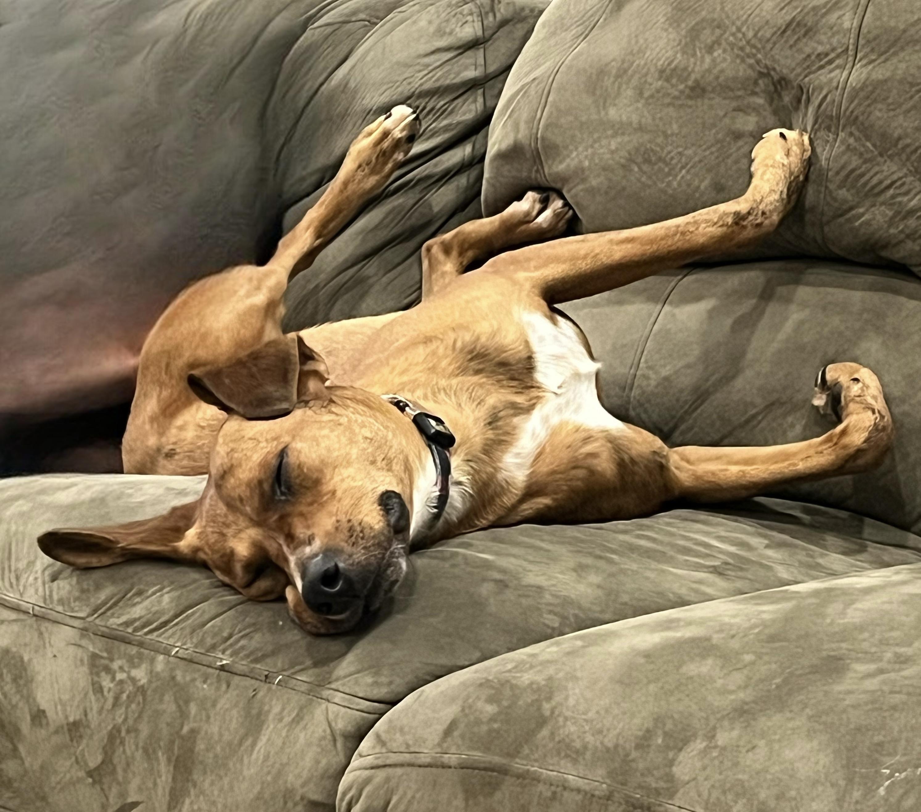 Enlarge Garbanzo Bean, a Adoptable mixed breed in Westwood, NJ image 6/6