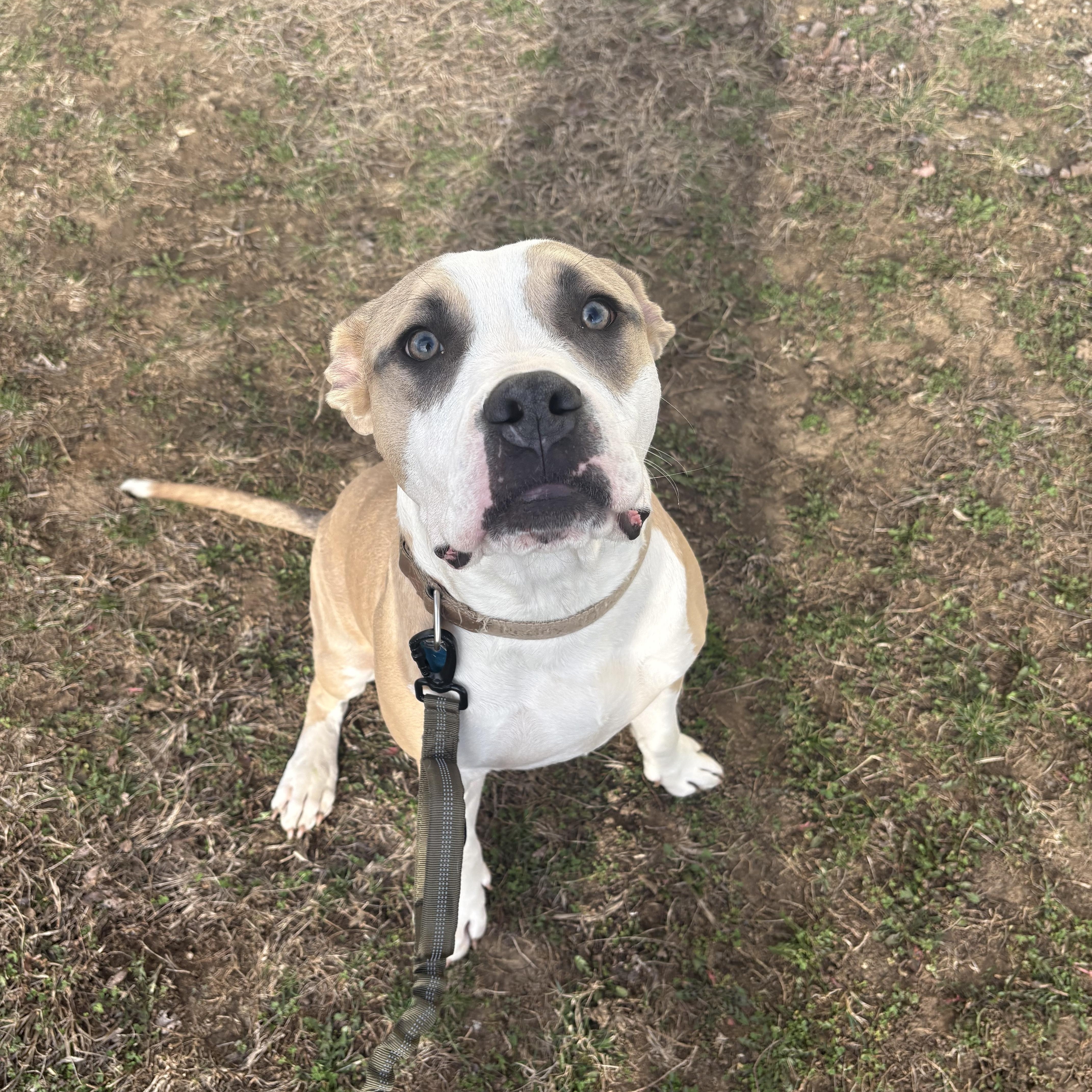 Enlarge Flapjack, a ADOPTABLE mixed breed in Blue Springs, MO image 2/3
