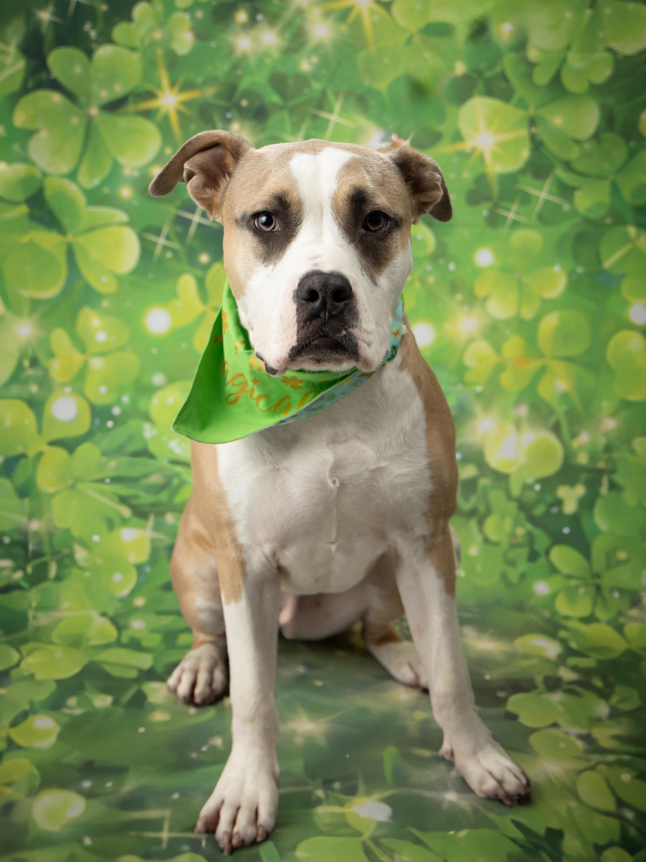 Flapjack, ADOPTABLE, Adult Male Mixed Breed.