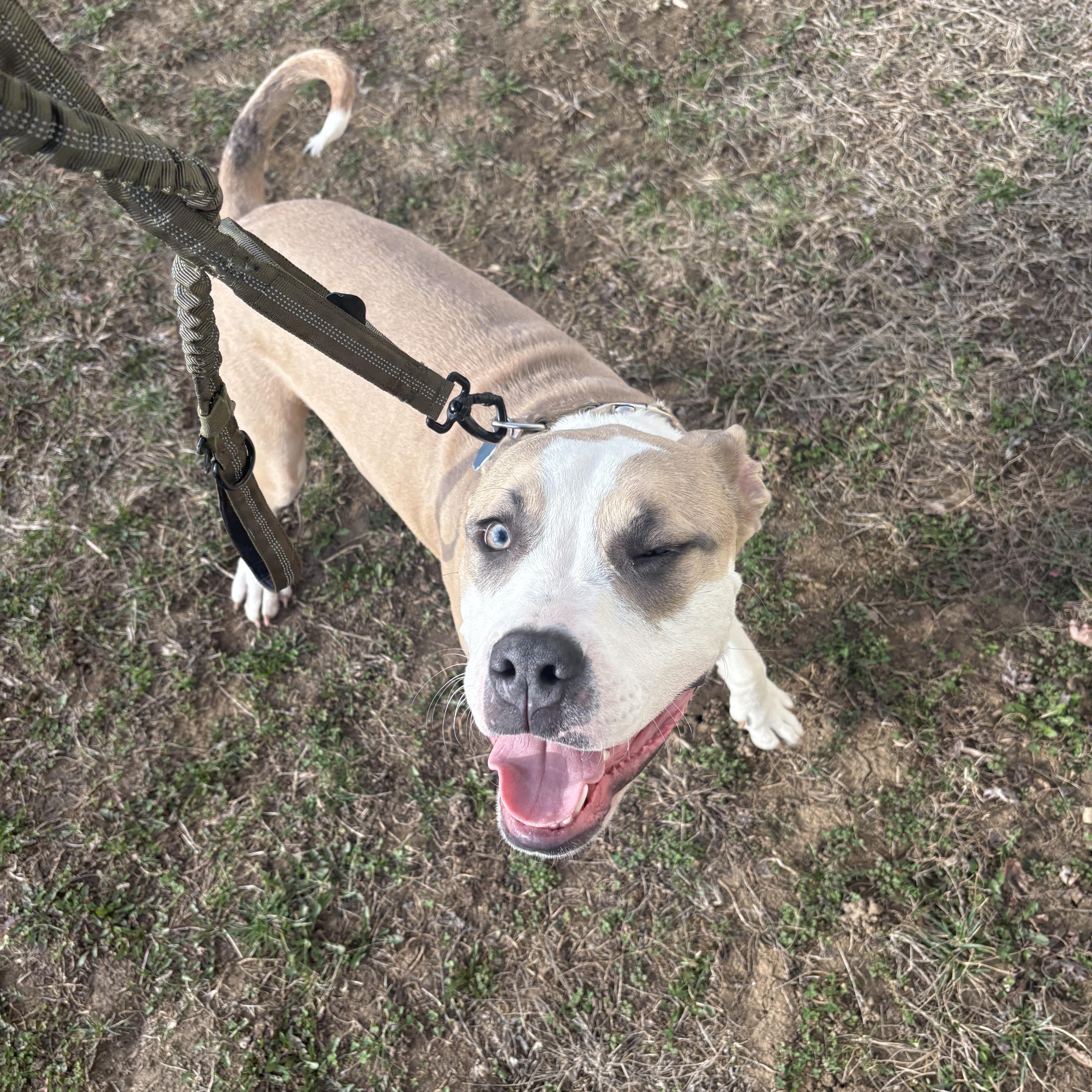 Enlarge Flapjack, a ADOPTABLE mixed breed in Blue Springs, MO image 3/3