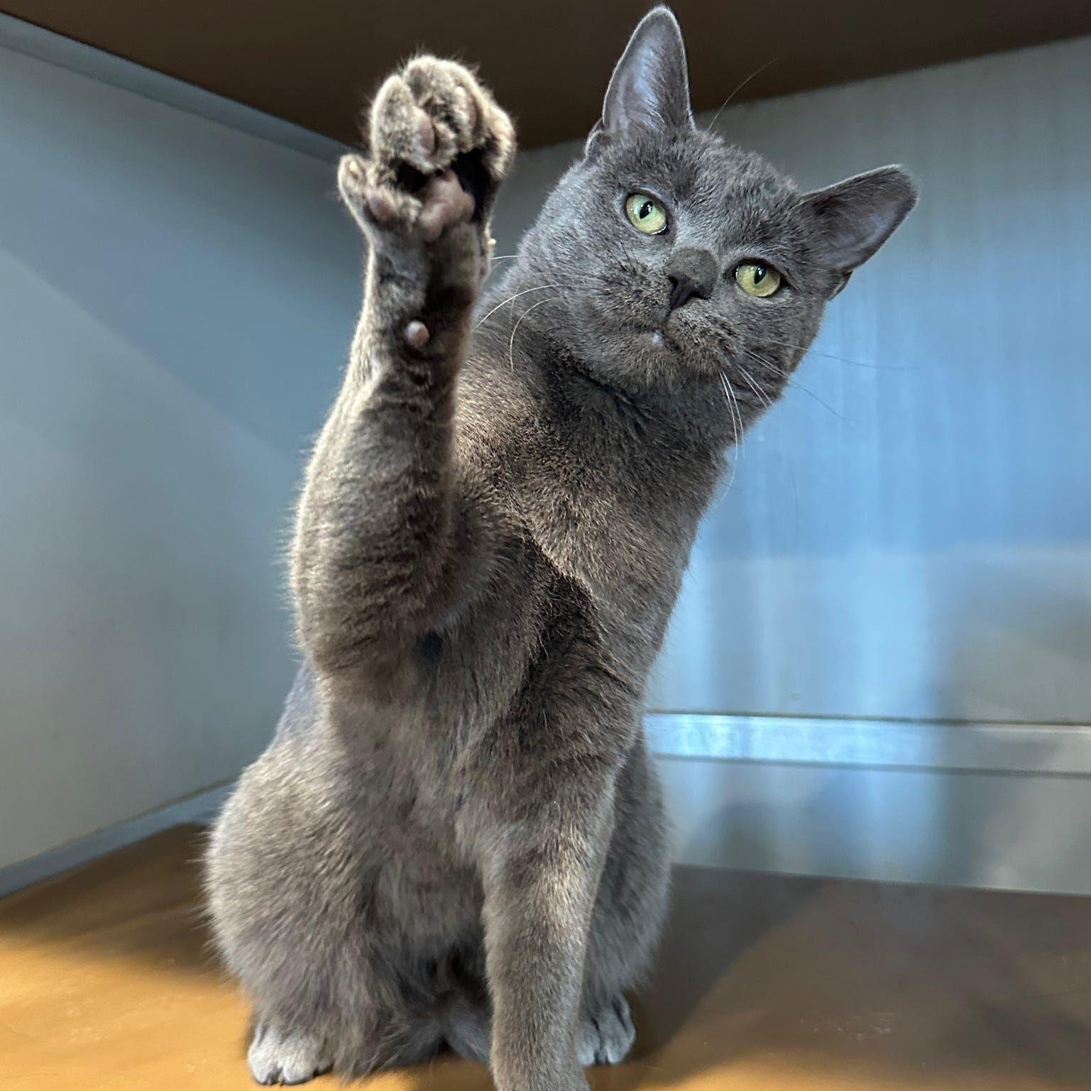 Enlarge Dustin, an adopted Domestic Short Hair in Danville, PA image 1/2