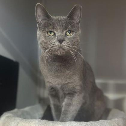 Enlarge Dustin, an adopted Domestic Short Hair in Danville, PA image 2/2