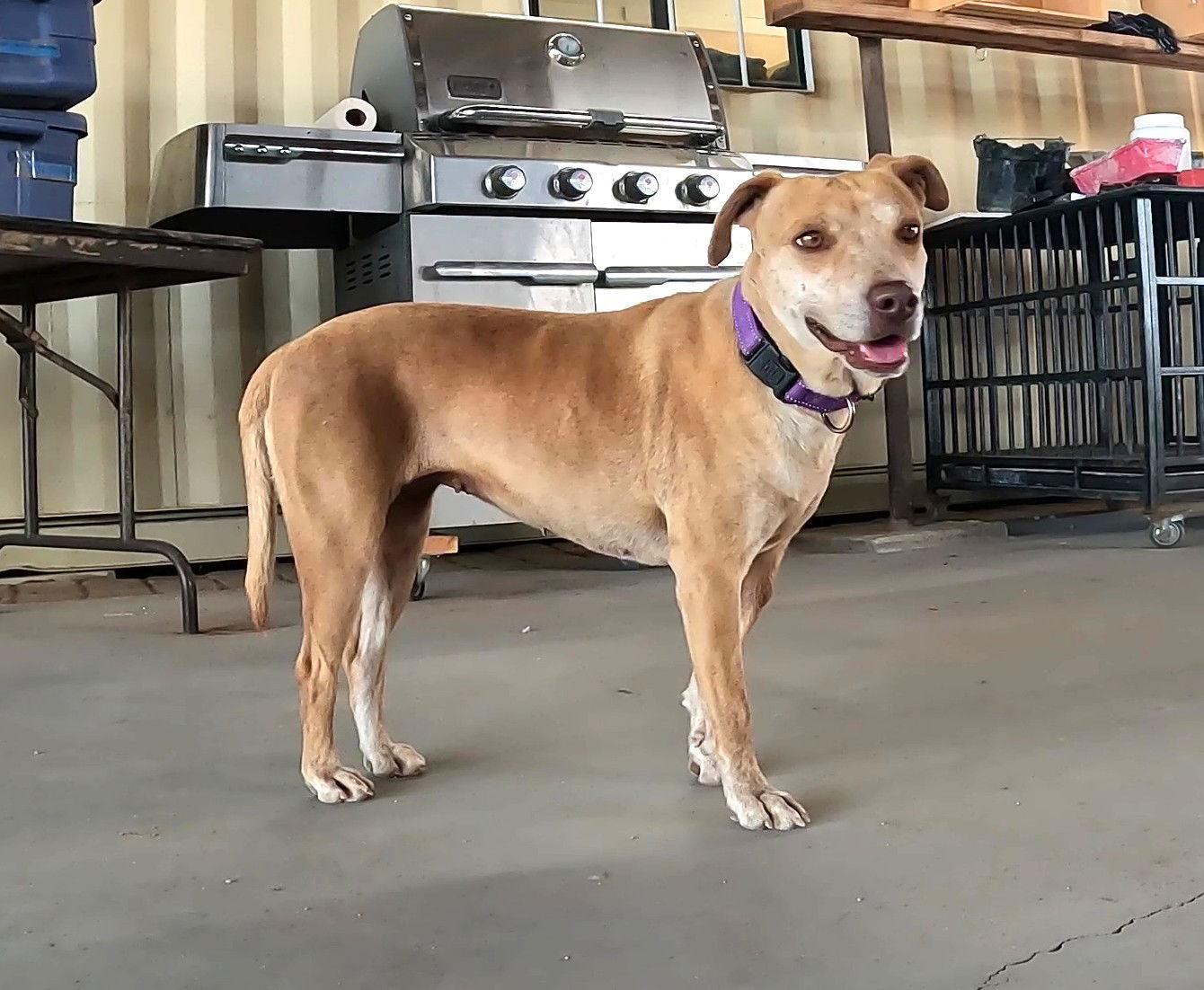 Lucy, Adoptable, Adult Female Mixed Breed.