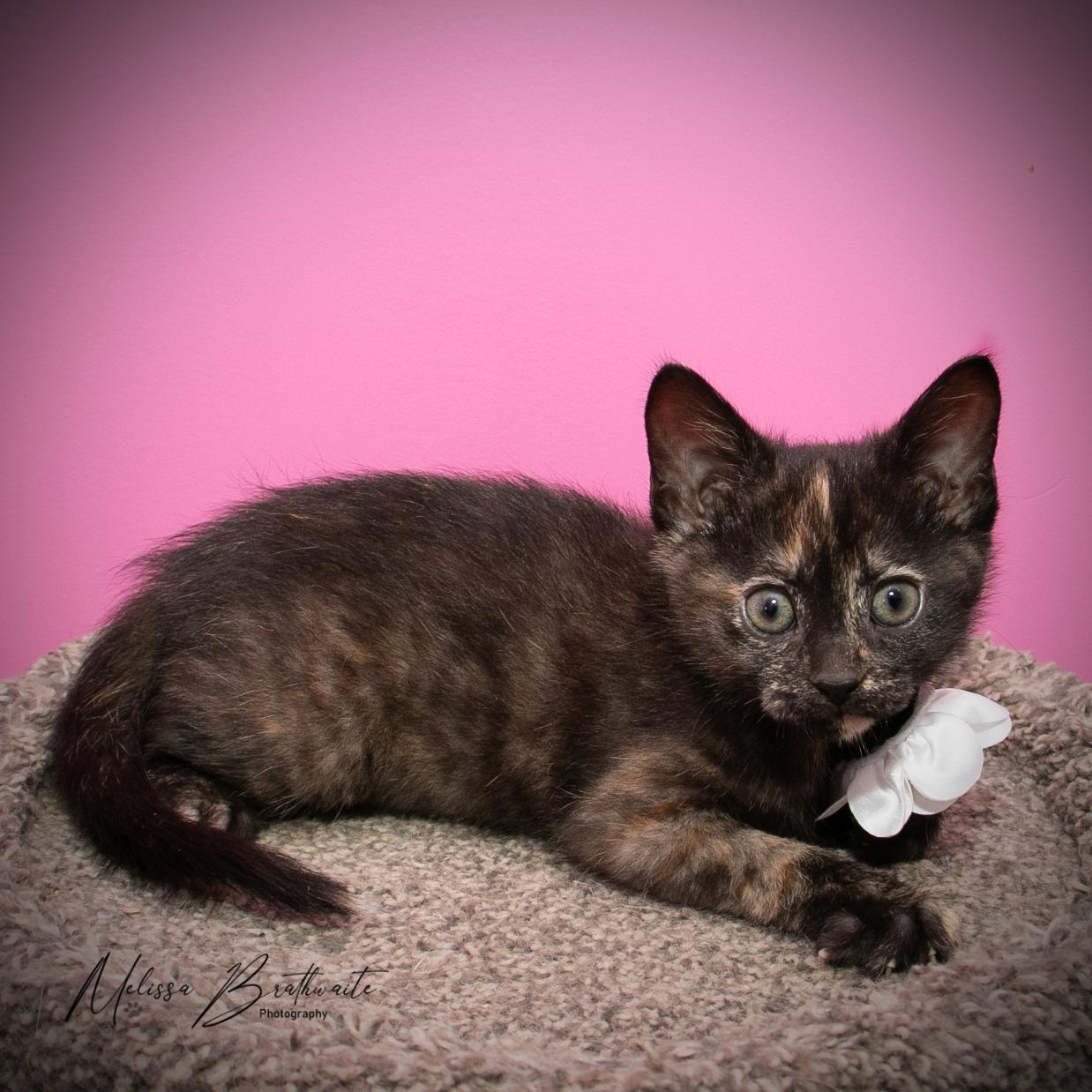 Enlarge Hehe, a Adoptable Tortoiseshell in Calgary, AB image 3/4