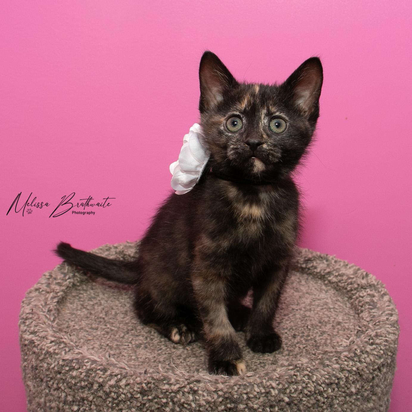 Enlarge Hehe, a Adoptable Tortoiseshell in Calgary, AB image 2/4