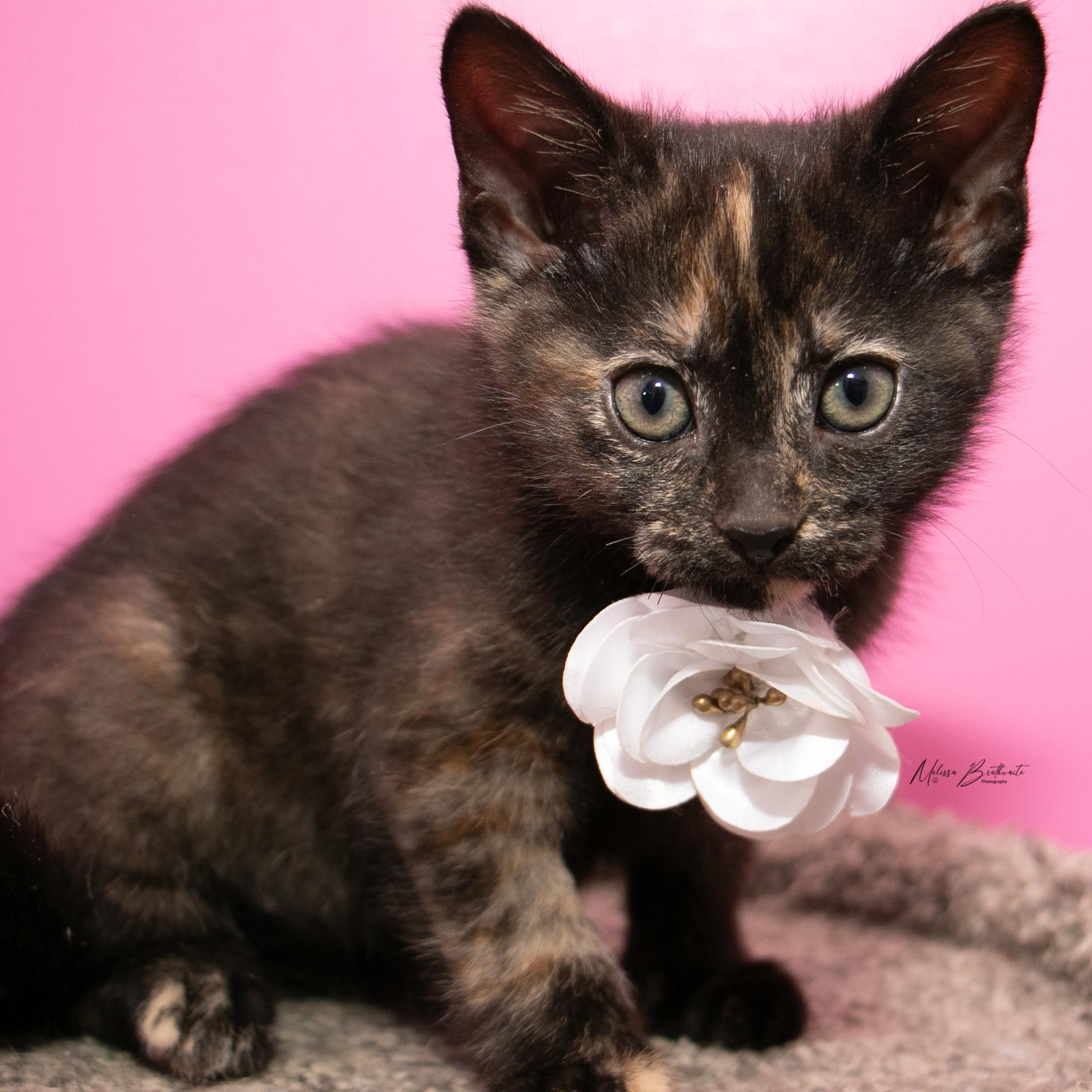 Hehe, Adoptable, Kitten Female Tortoiseshell.